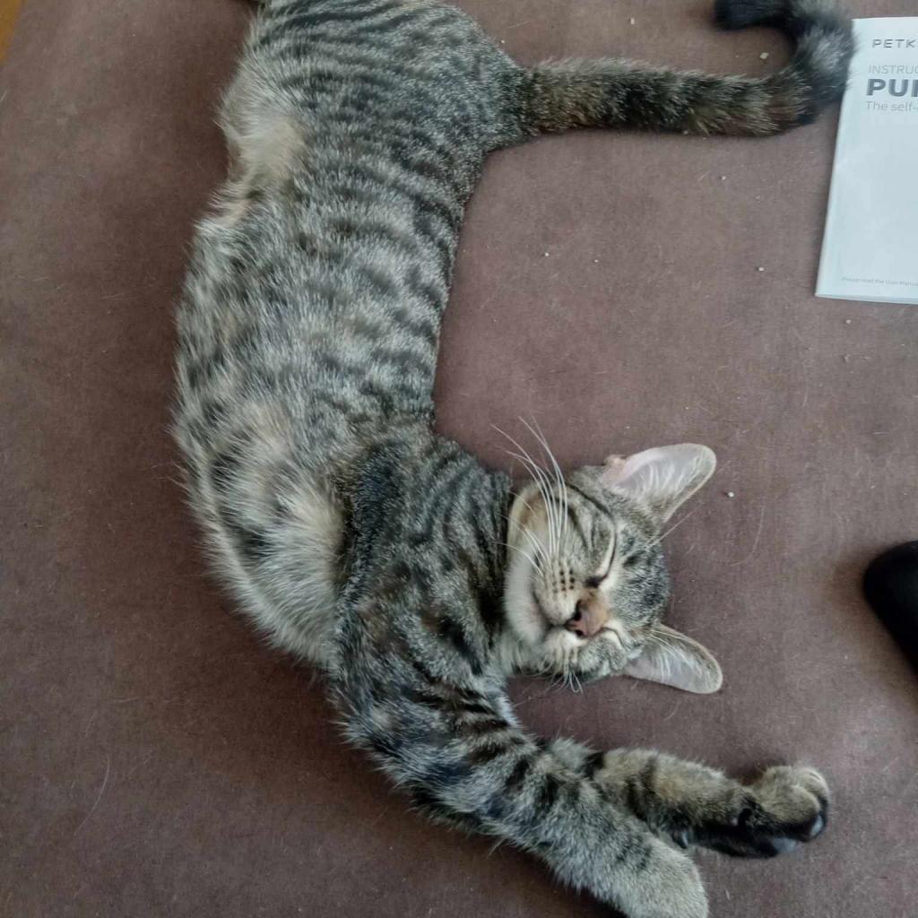 The Brain — thumbnail 3