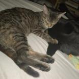 The Brain — thumbnail 4