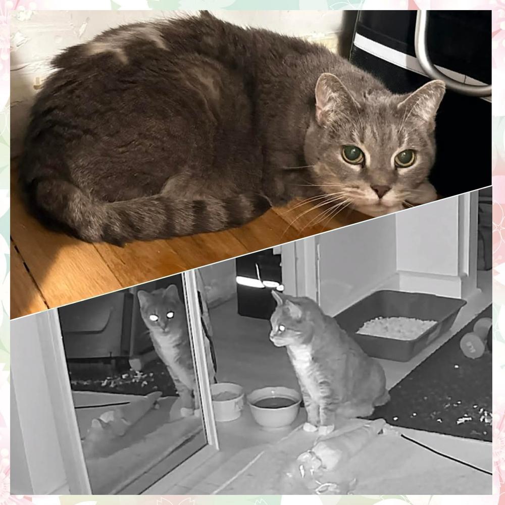 AVA, Adoptable, Adult Female Domestic Short Hair.