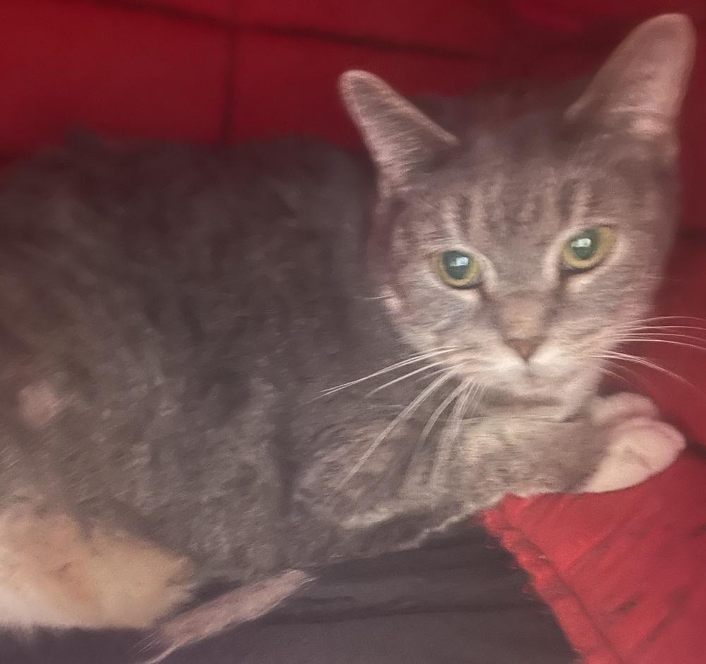 W2 AVA, Adoptable, Adult Female Domestic Short Hair.