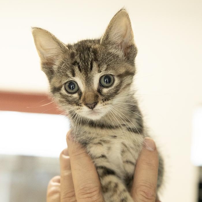 Mel, an adopted Domestic Short Hair in Slidell, LA image 2/2