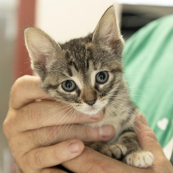 Mel, adopted, Kitten Male Domestic Short Hair.