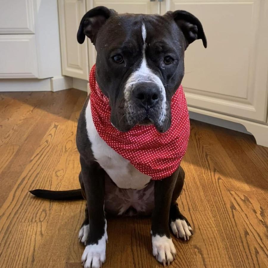 Enlarge Clarabelle, a Adoptable mixed breed in Hinsdale, IL image 1/5