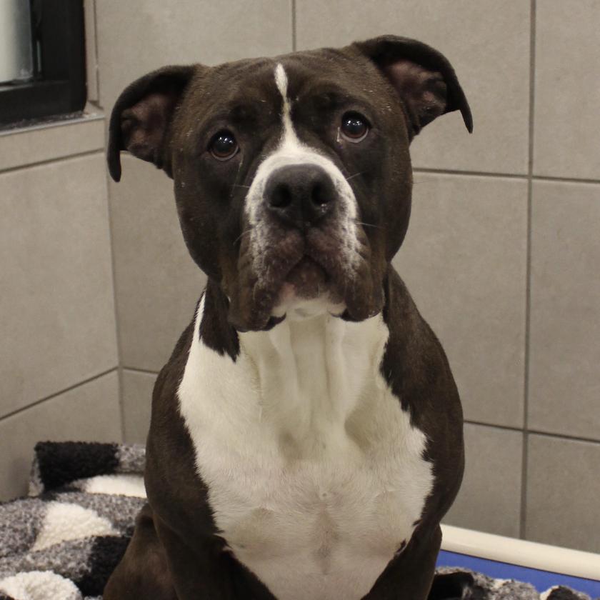 Enlarge Clarabelle, a Adoptable mixed breed in Hinsdale, IL image 2/5