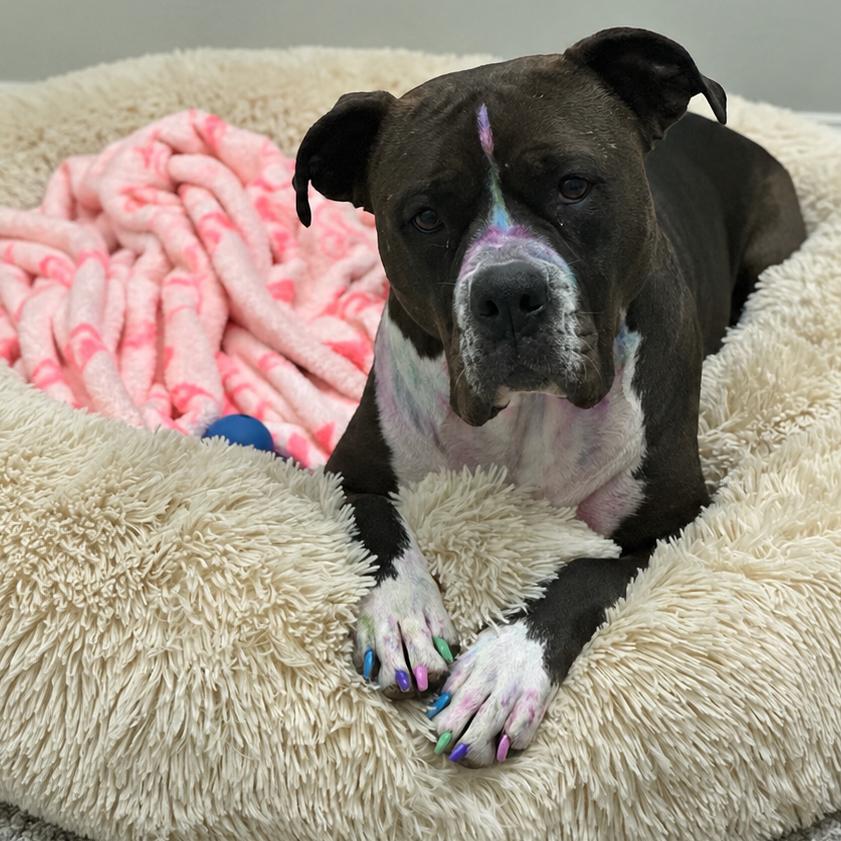 Clarabelle, a Adoptable mixed breed in Hinsdale, IL image 3/6
