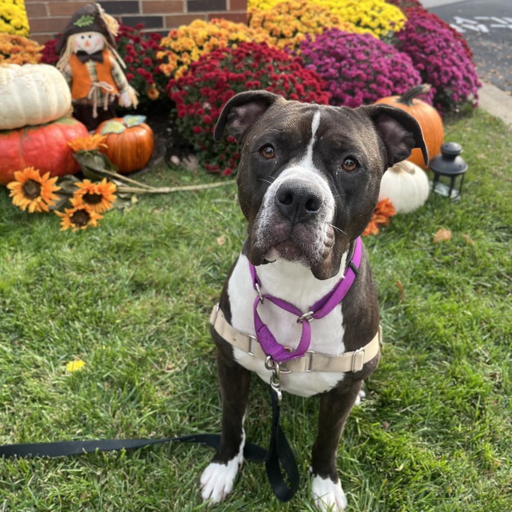 Enlarge Clarabelle, a Adoptable mixed breed in Hinsdale, IL image 3/5