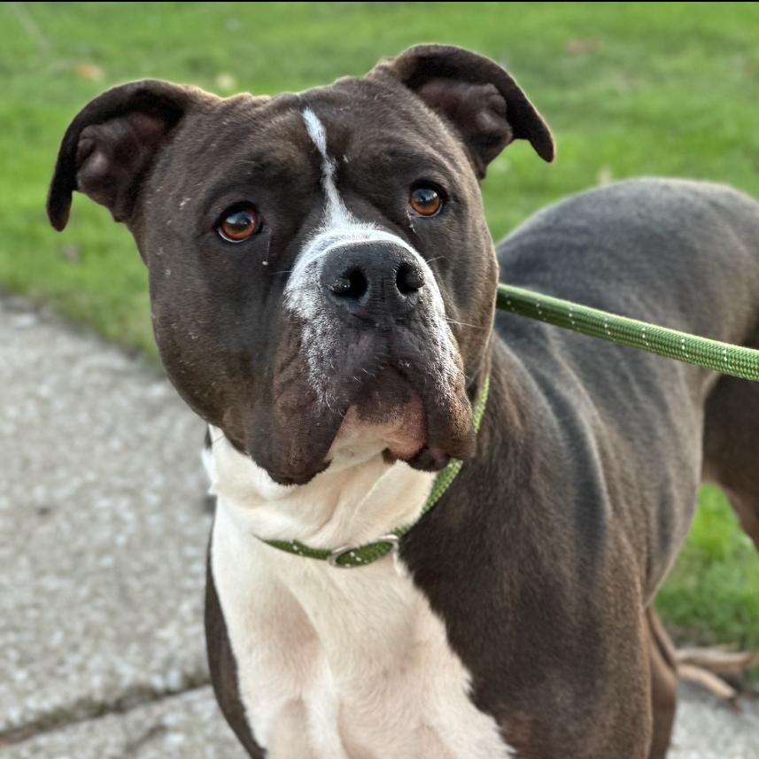 Enlarge Clarabelle, a Adoptable mixed breed in Hinsdale, IL image 5/6