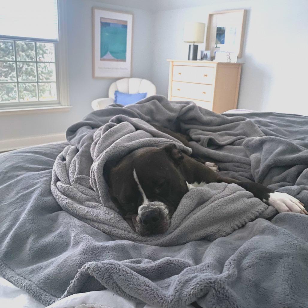 Enlarge Clarabelle, a Adoptable mixed breed in Hinsdale, IL image 5/5