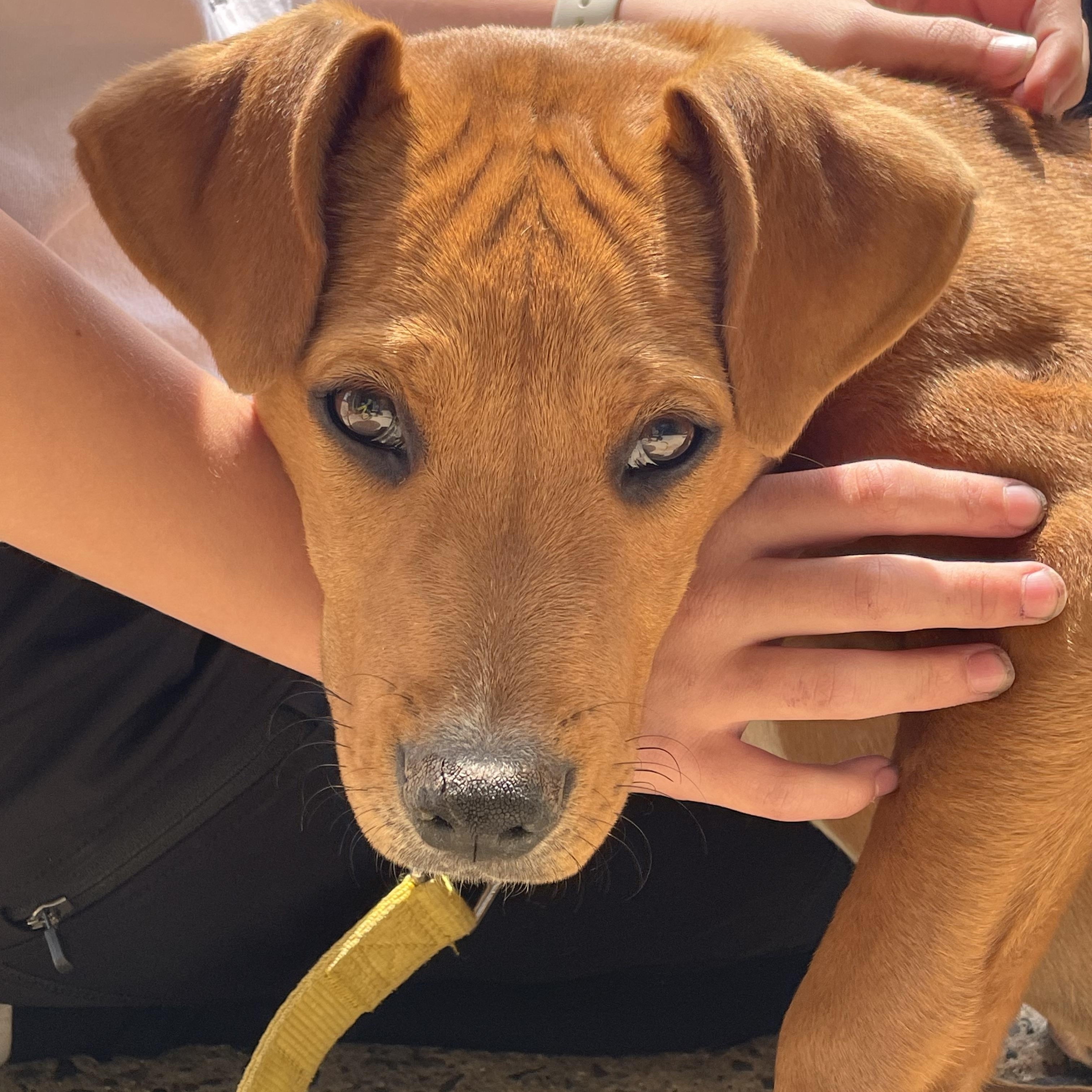 Pepito photo 1