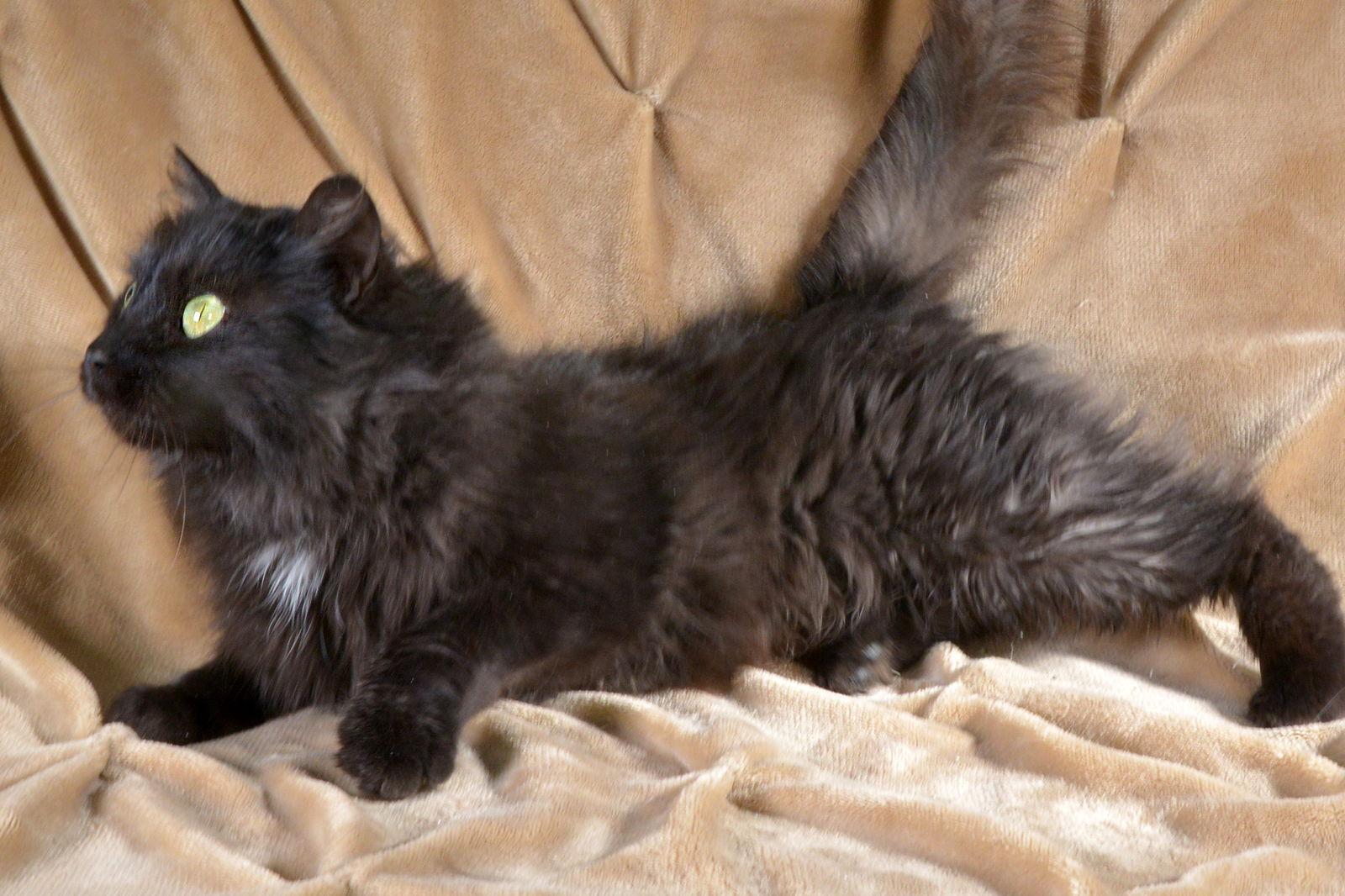 Blackie, Adoptable, Young Female Domestic Long Hair.