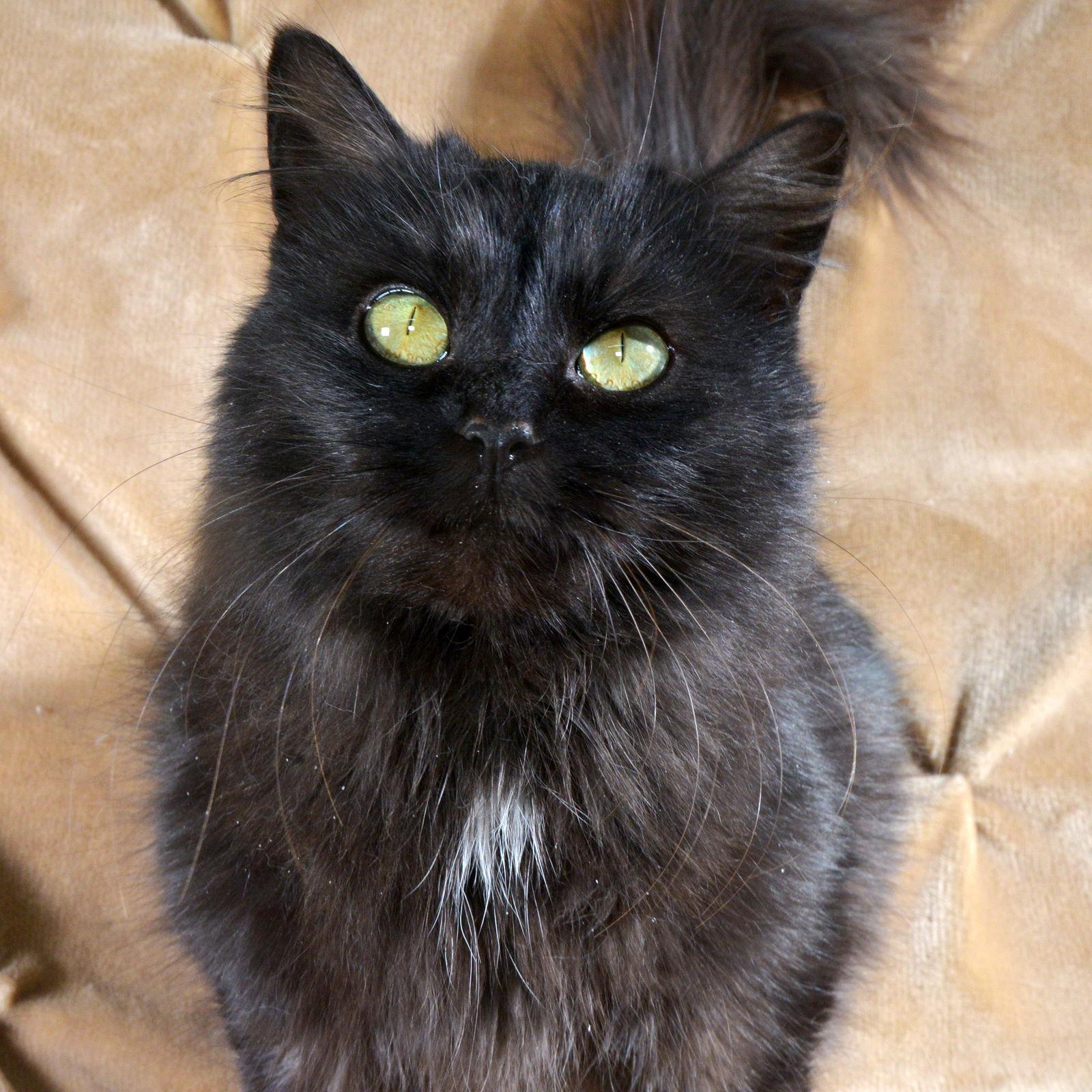 Enlarge Blackie, a Adoptable Domestic Long Hair in Traverse City, MI image 2/3