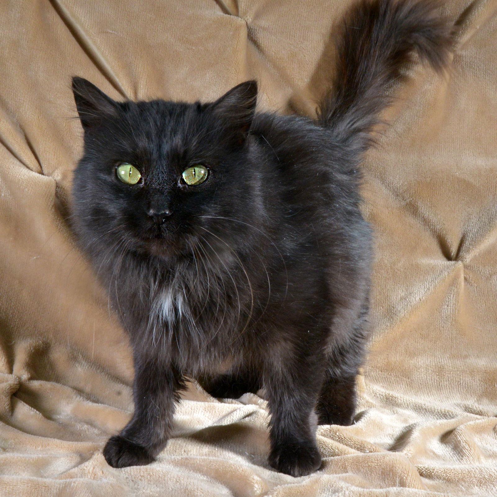 Enlarge Blackie, a Adoptable Domestic Long Hair in Traverse City, MI image 3/3