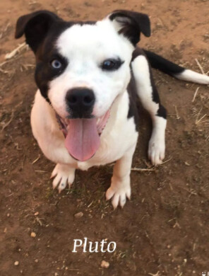 Enlarge Pluto , a Adoptable mixed breed in Canyon, TX image 1/1