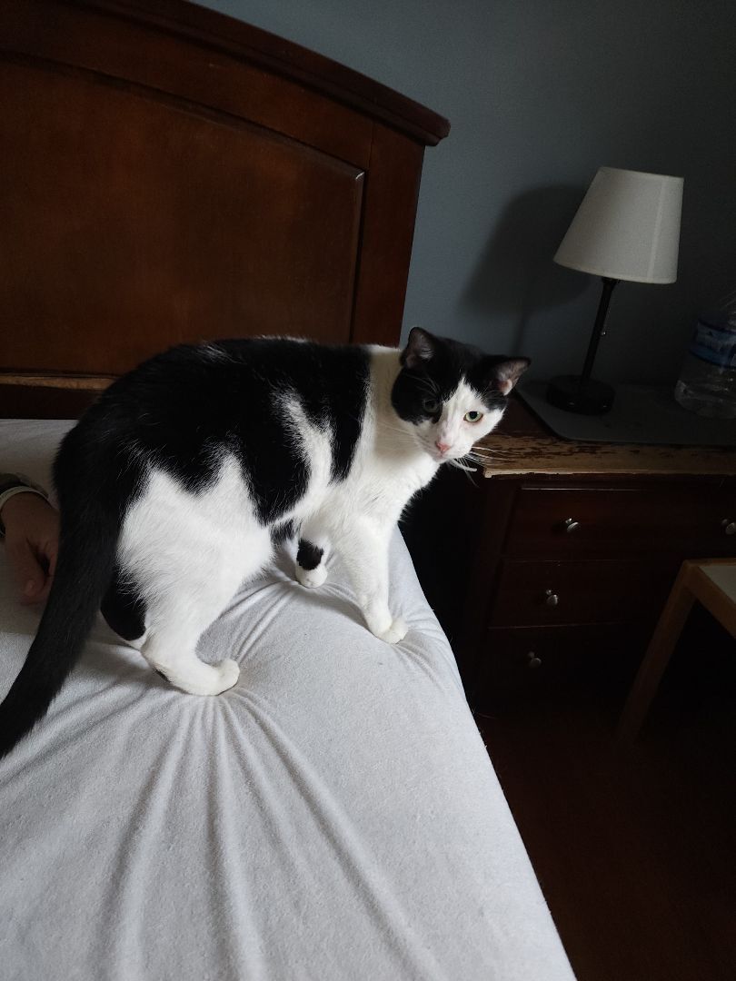 Enlarge Loki, a Adoptable Domestic Short Hair in Garwood, NJ image 1/4