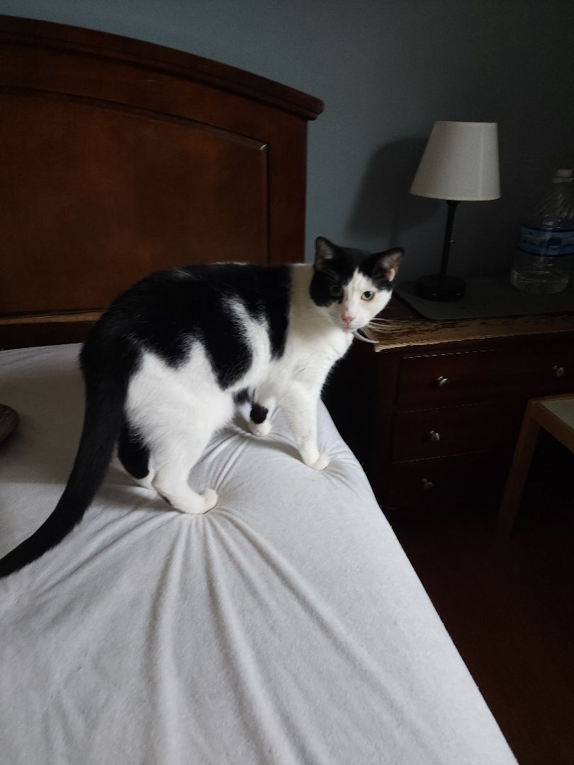 Enlarge Loki, a Adoptable Domestic Short Hair in Garwood, NJ image 2/4