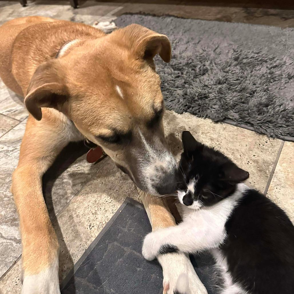 Enlarge Flip, an adopted mixed breed in Georgetown, TX image 6/6