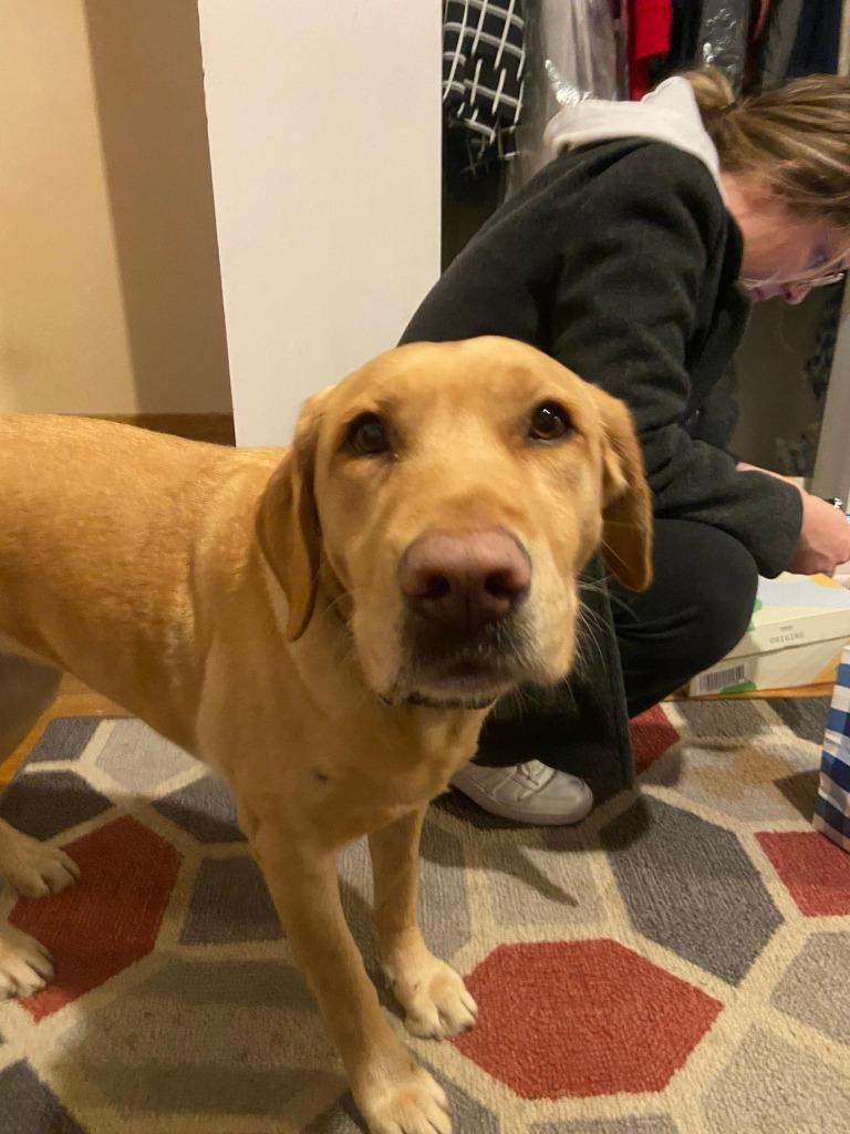 Enlarge Dixie, a Adopted Labrador Retriever in West Bloomfield, MI image 1/3