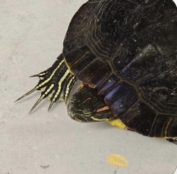 Enlarge Trike, a ADOPTABLE Red-Eared Slider in Berlin, CT image 3/4