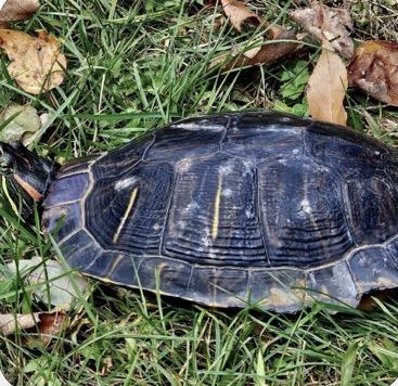 Enlarge Trike, a ADOPTABLE Red-Eared Slider in Berlin, CT image 4/4