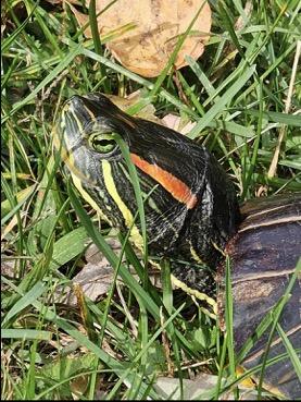 Enlarge Trike, a ADOPTABLE Red-Eared Slider in Berlin, CT image 1/4
