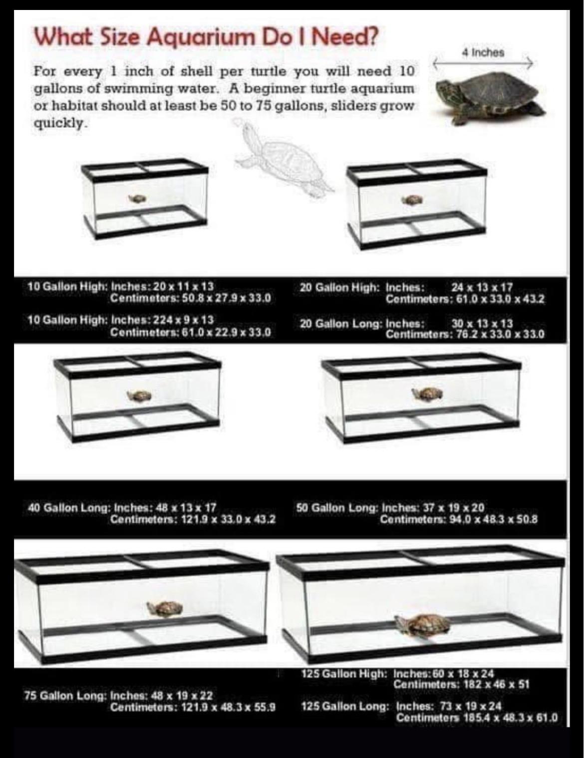 Enlarge Trike, a ADOPTABLE Red-Eared Slider in Berlin, CT image 2/4