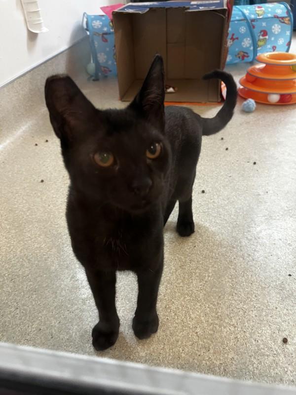 Paprika, Adoptable, Kitten Male Domestic Medium Hair.