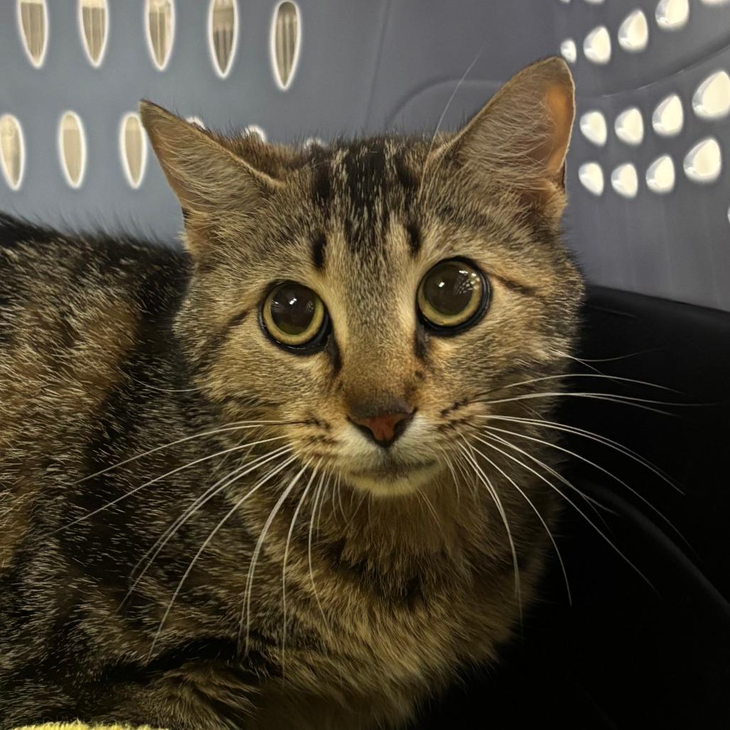 Baby, Adoptable, Adult Female Domestic Short Hair.