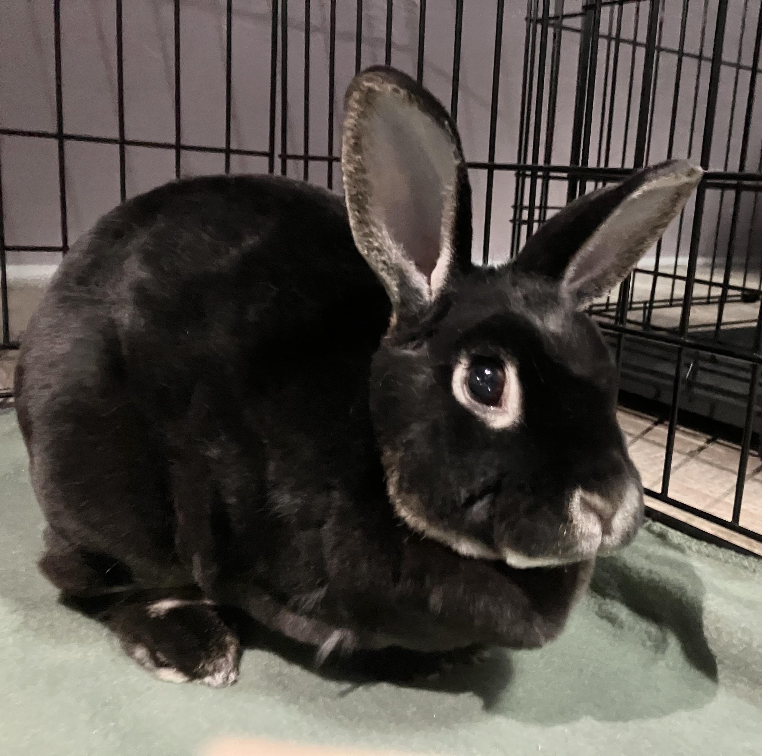 Enlarge Ellie, an adopted Mini Rex in Oshkosh, WI image 2/4