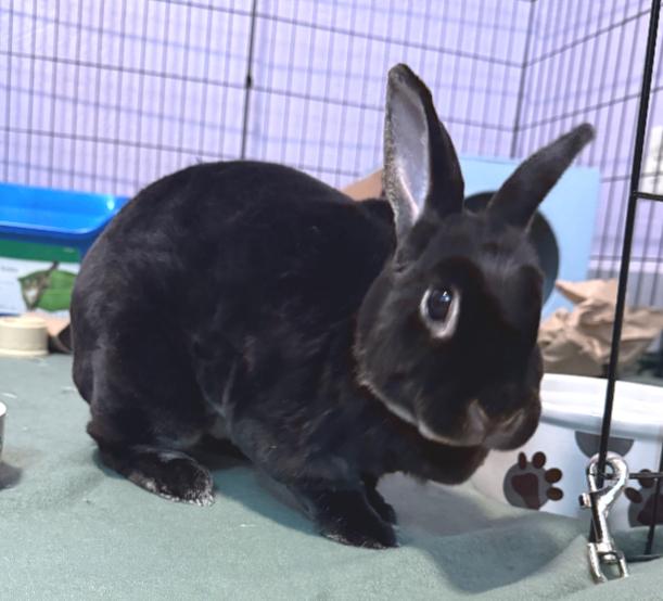 Enlarge Ellie, an adopted Mini Rex in Oshkosh, WI image 3/4