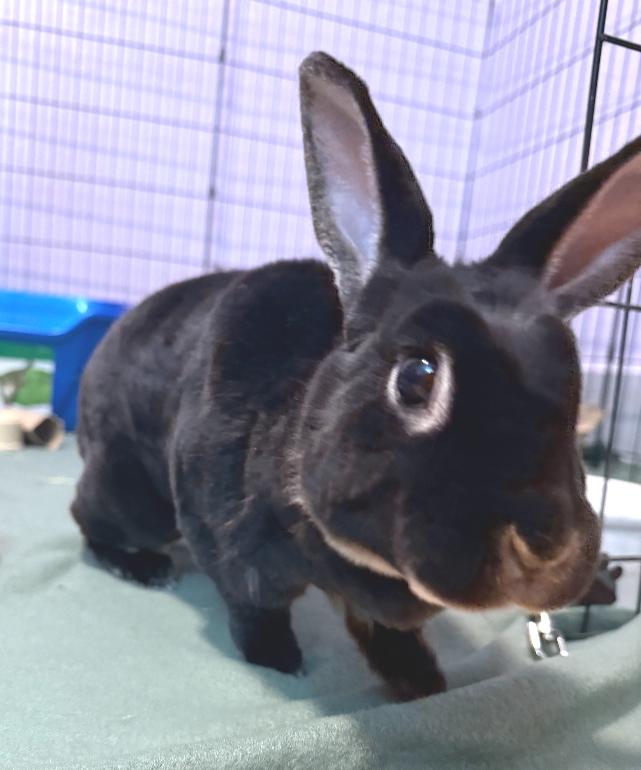 Enlarge Ellie, an adopted Mini Rex in Oshkosh, WI image 1/4