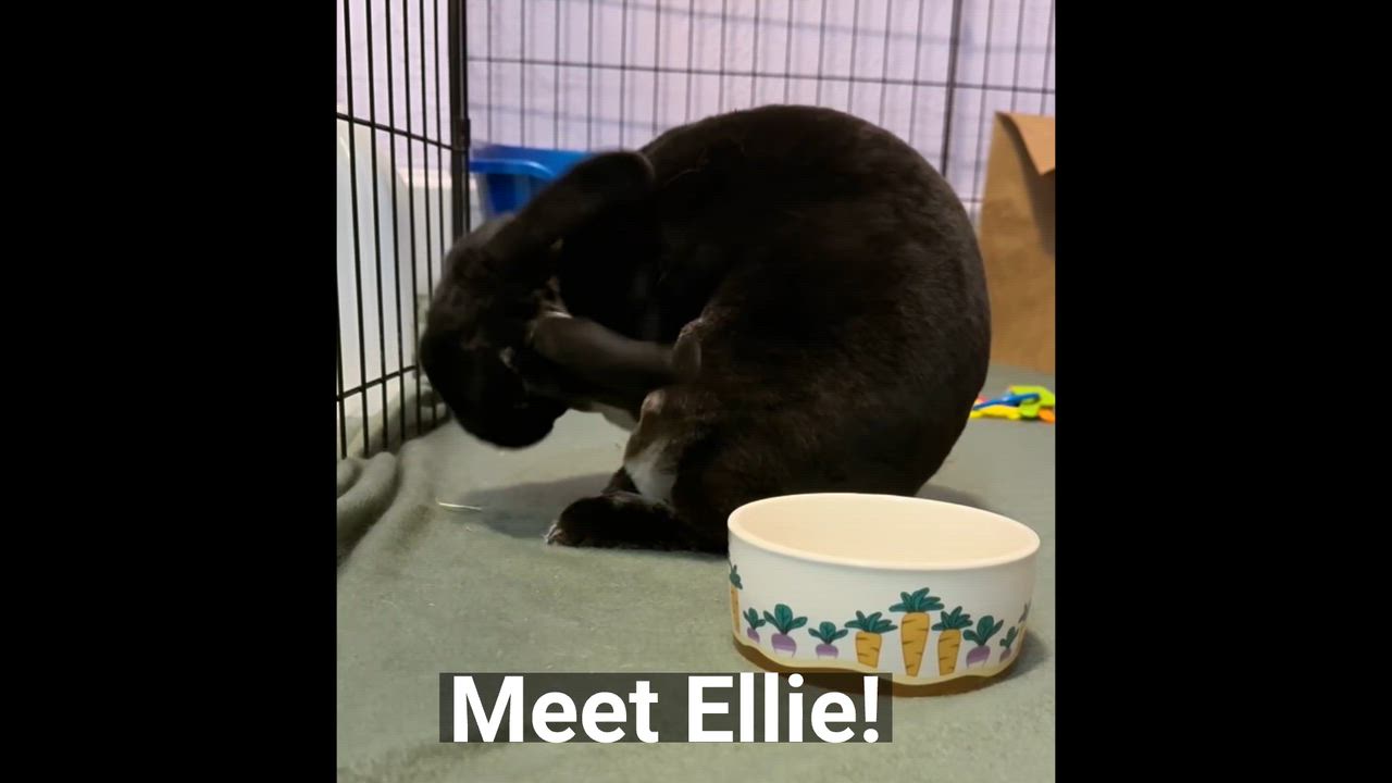 Enlarge Ellie, an adopted Mini Rex in Oshkosh, WI video 4/4