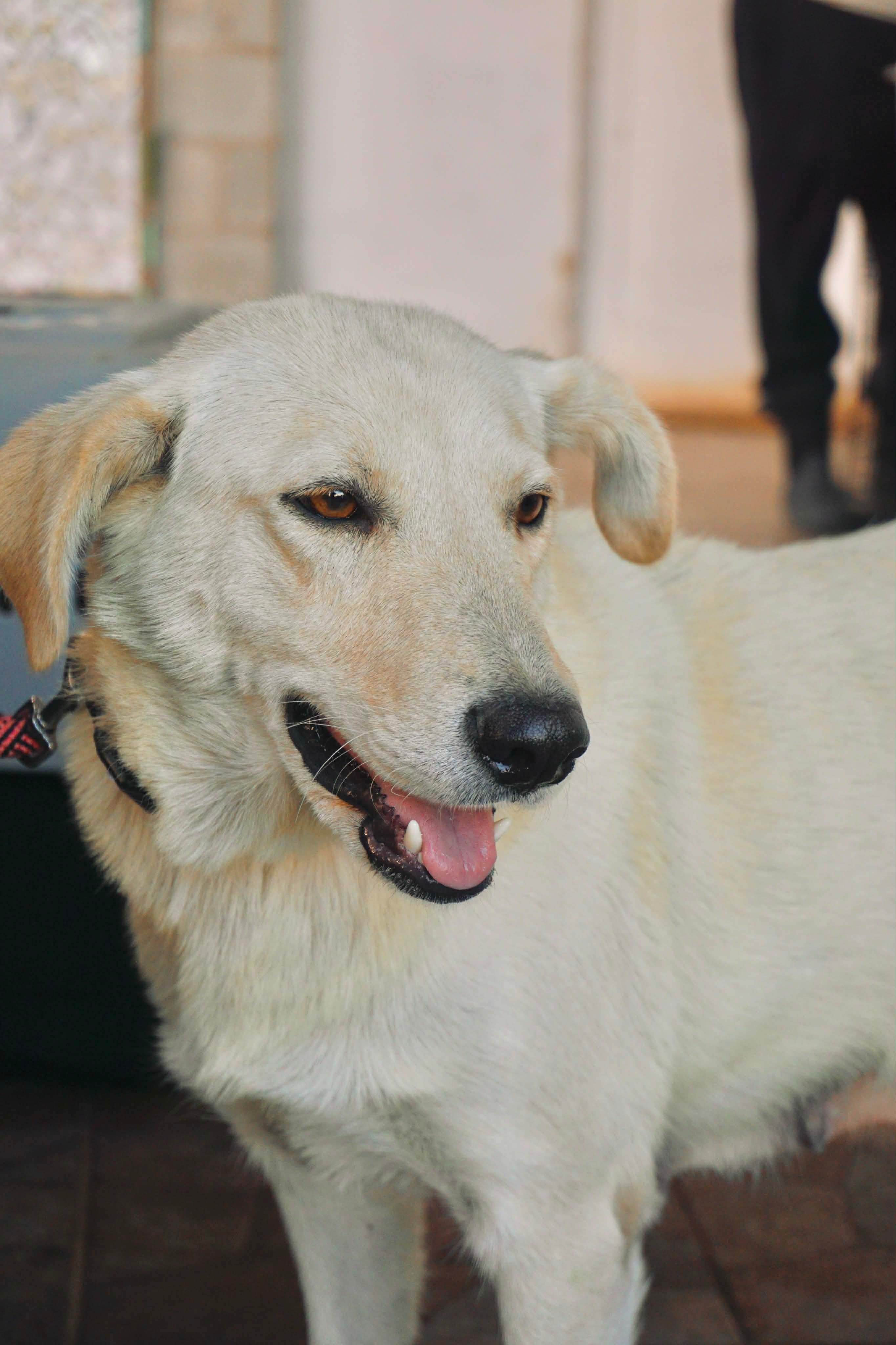 Enlarge Dory, a ADOPTABLE Labrador Retriever in San Diego, CA image 1/1