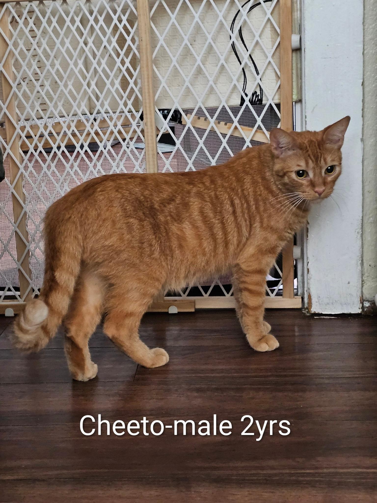 Enlarge Cheeto, a ADOPTABLE Tabby in Monrovia , CA image 1/1