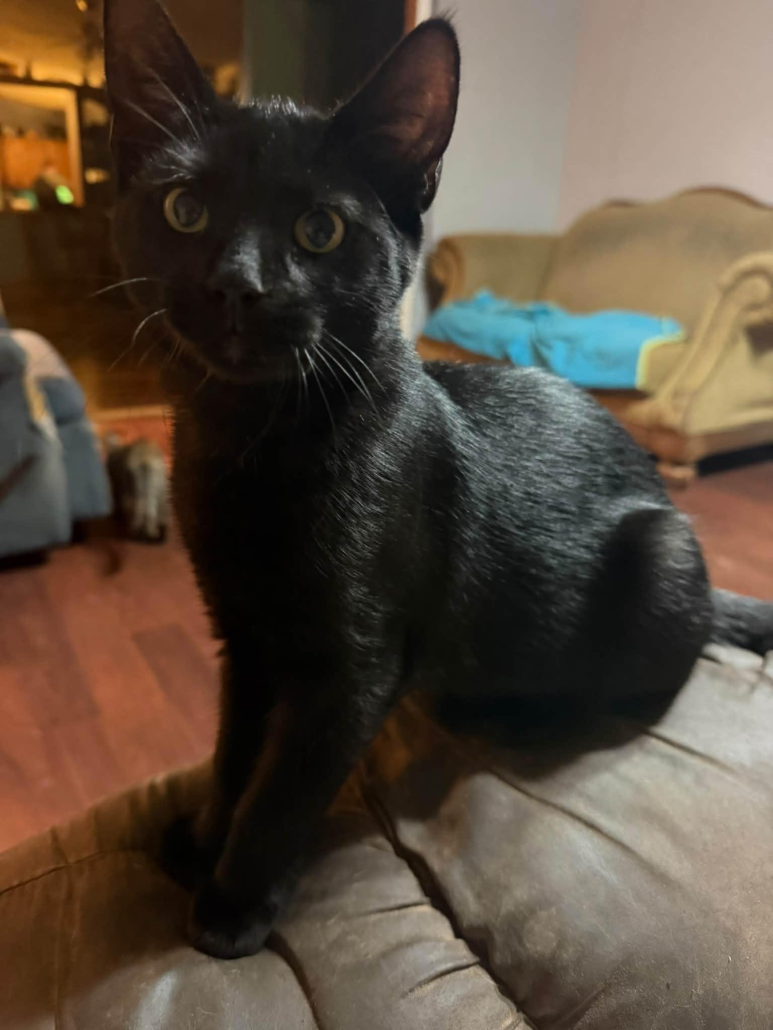 Hiccup, Adopted, Young Male Domestic Short Hair.