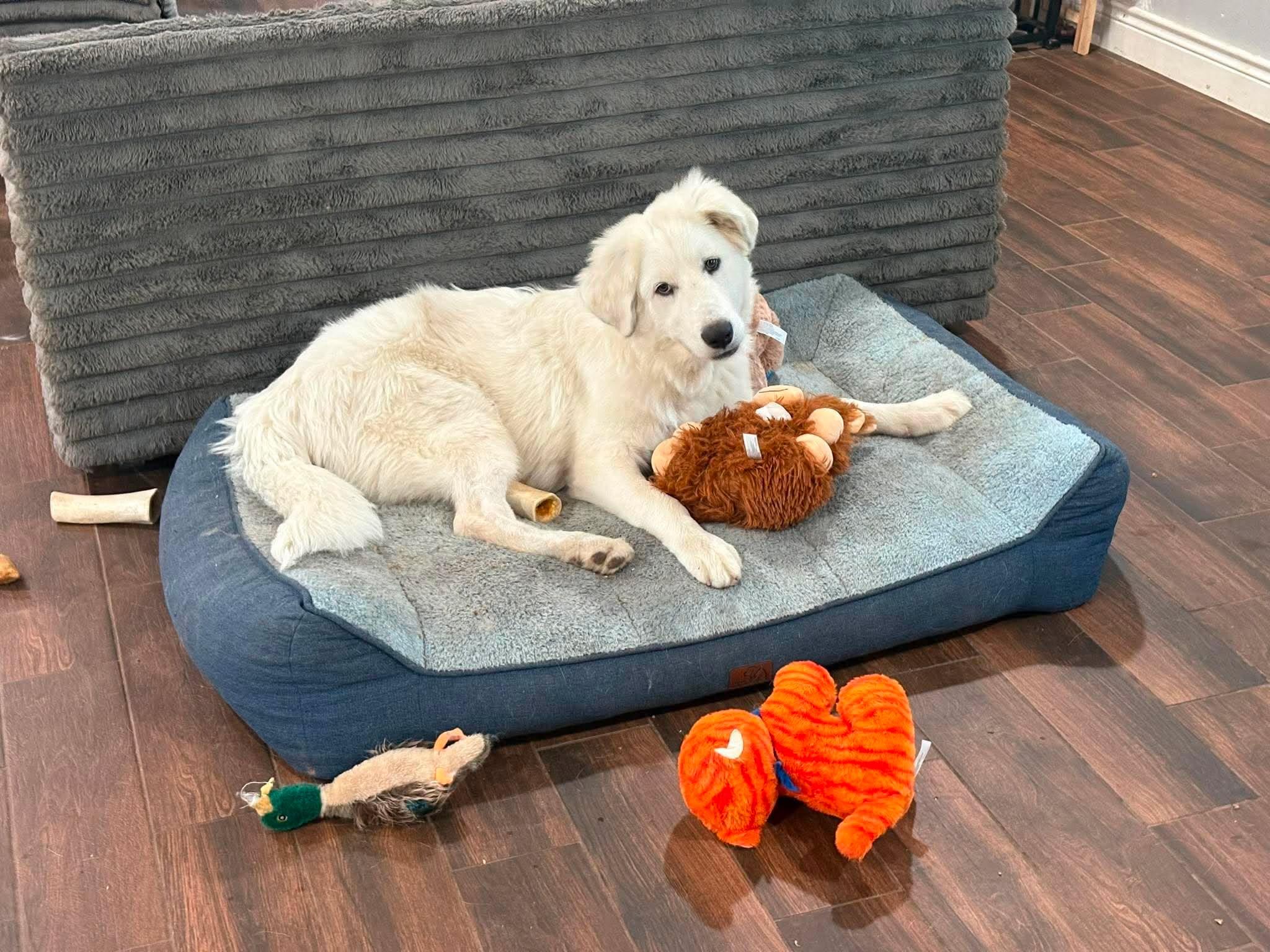 Enlarge Blaze, a ADOPTABLE mixed breed in Houston, TX image 1/5