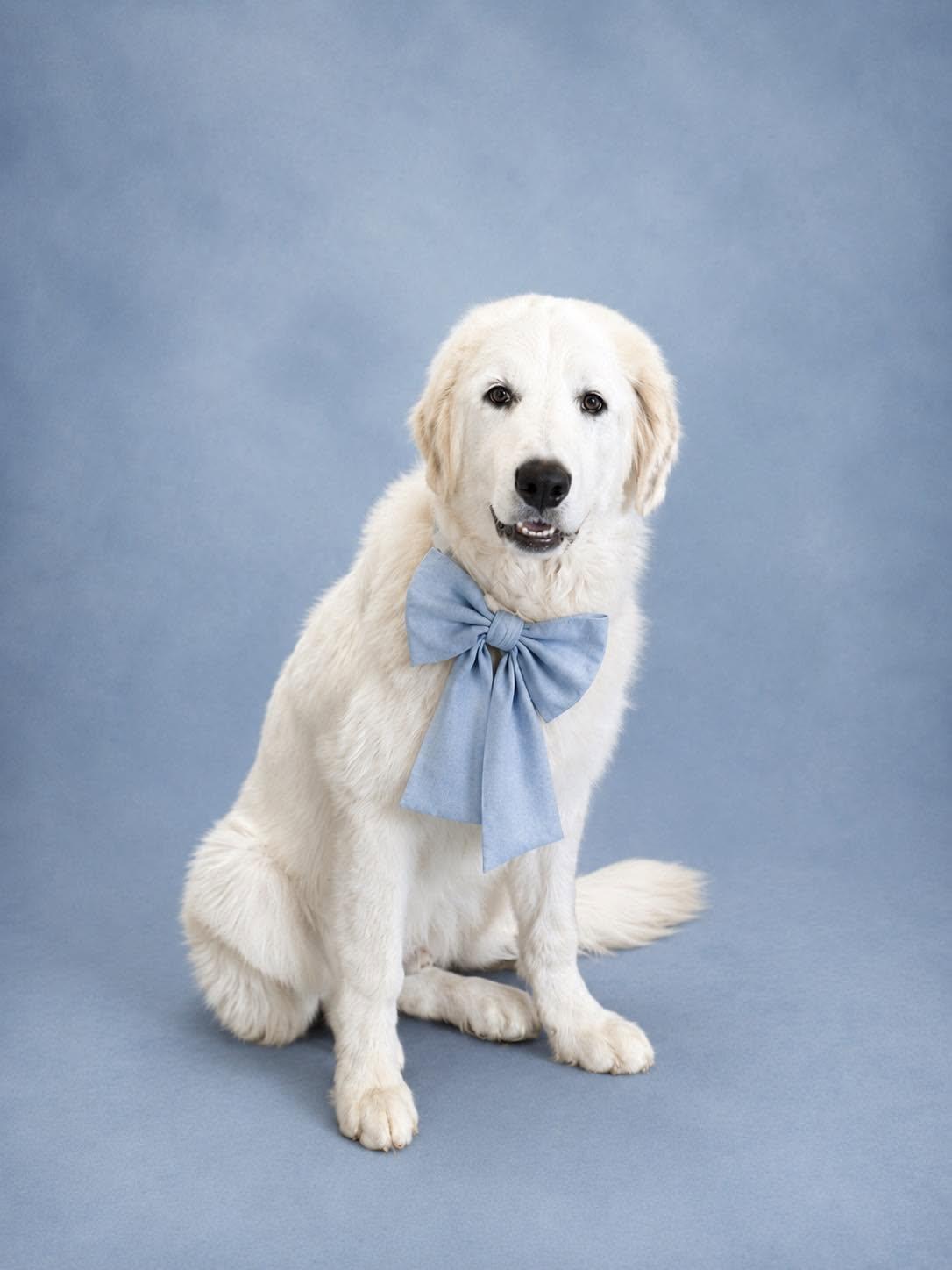 Enlarge Blaze, a ADOPTABLE mixed breed in Houston, TX image 3/5