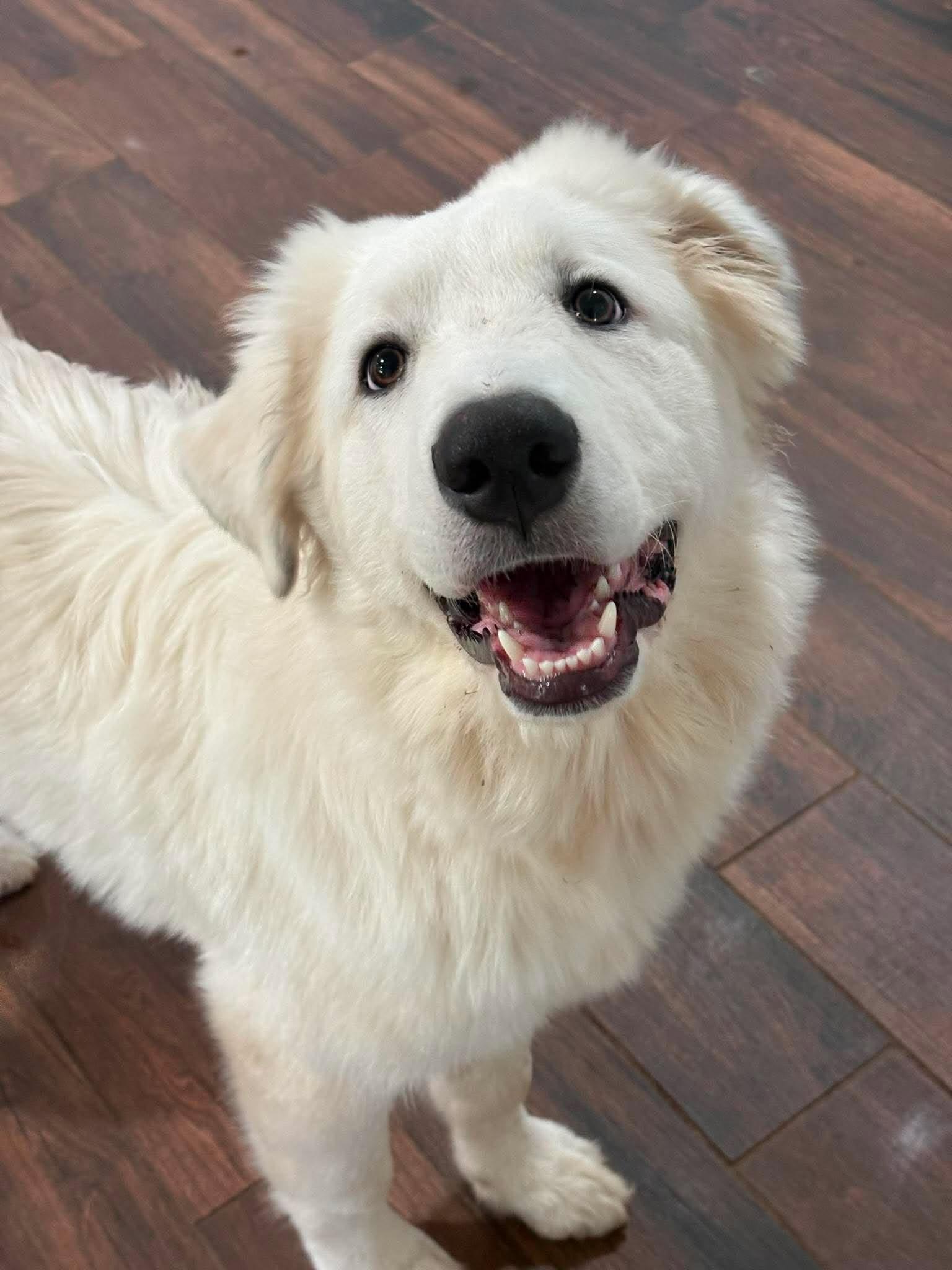 Enlarge Blaze, a ADOPTABLE mixed breed in Houston, TX image 4/5