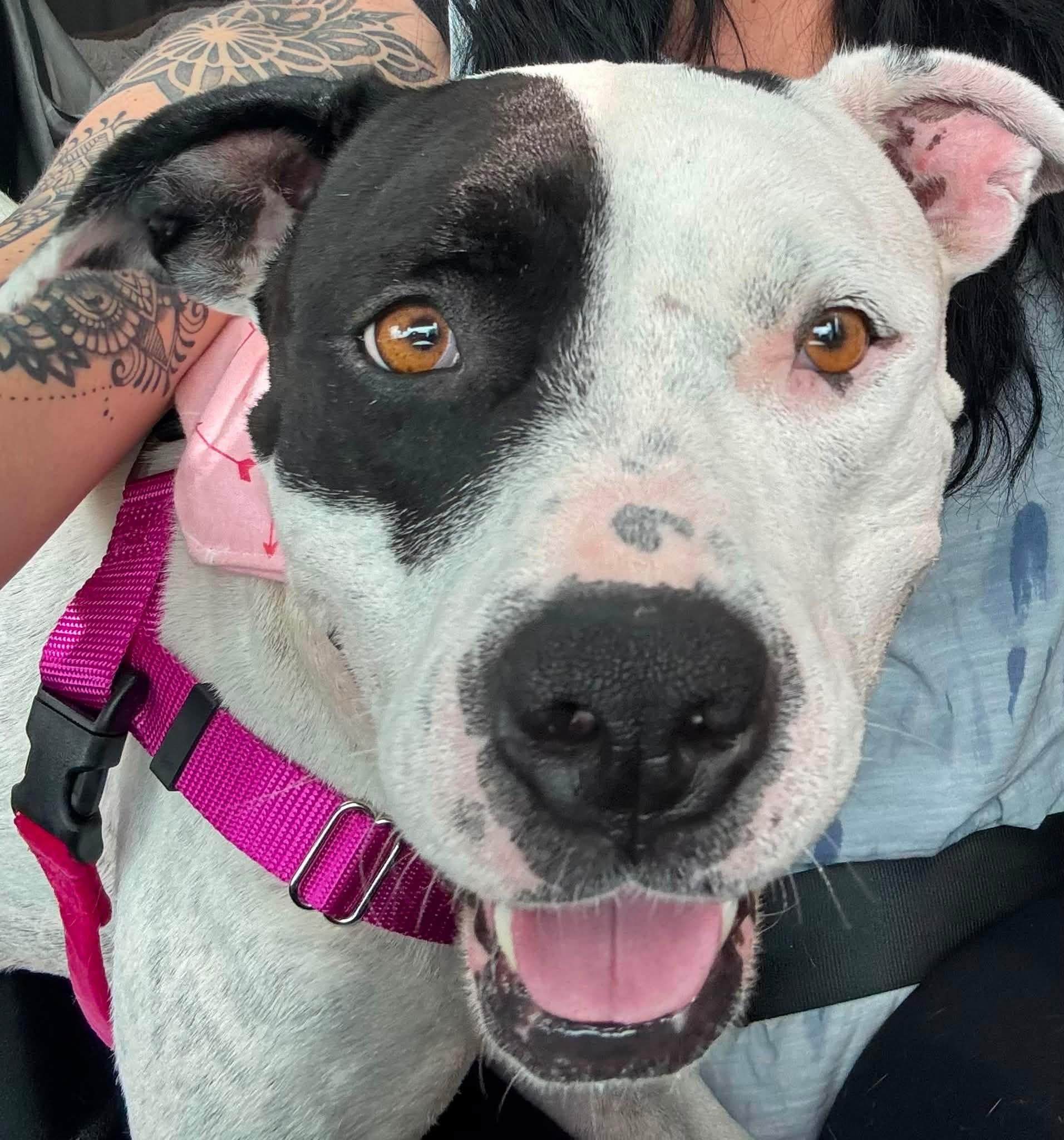Enlarge Phoenix, a Adopted mixed breed in Pleasant Ridge, MI image 2/5