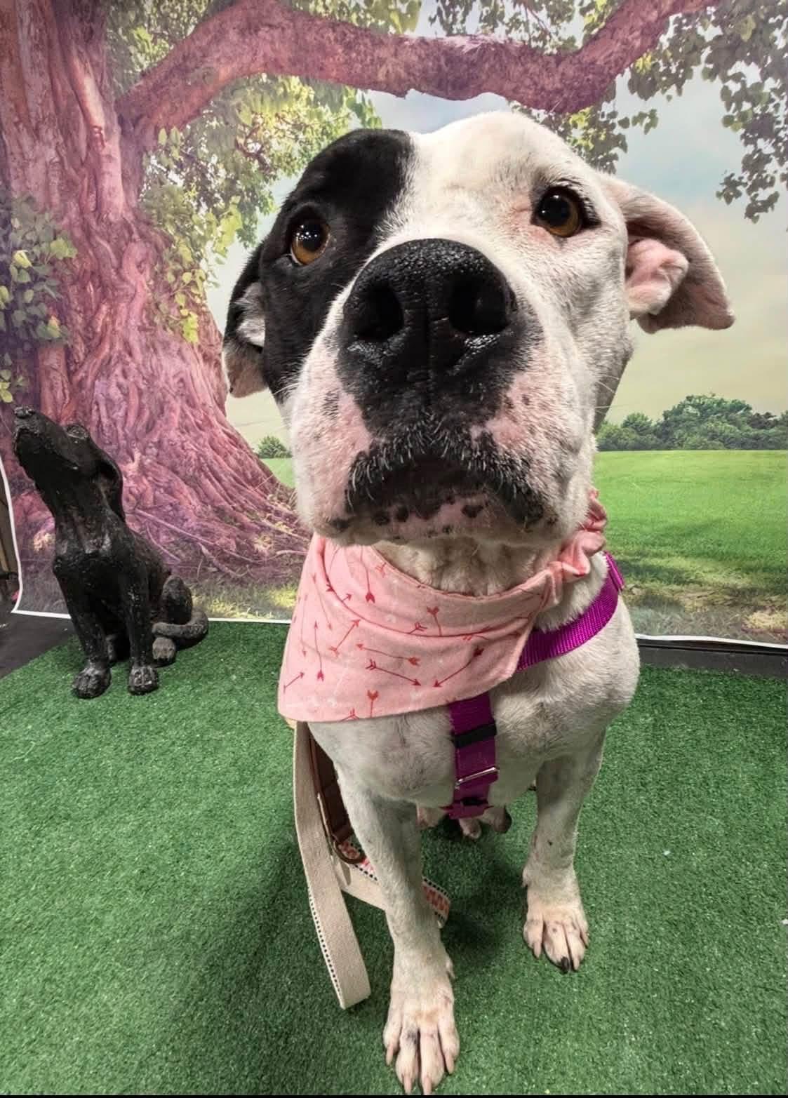 Enlarge Phoenix, a Adopted mixed breed in Pleasant Ridge, MI image 1/5