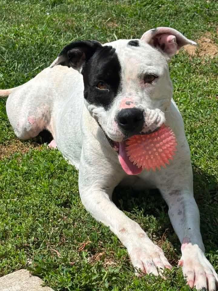 Enlarge Phoenix, a Adopted mixed breed in Pleasant Ridge, MI image 4/5