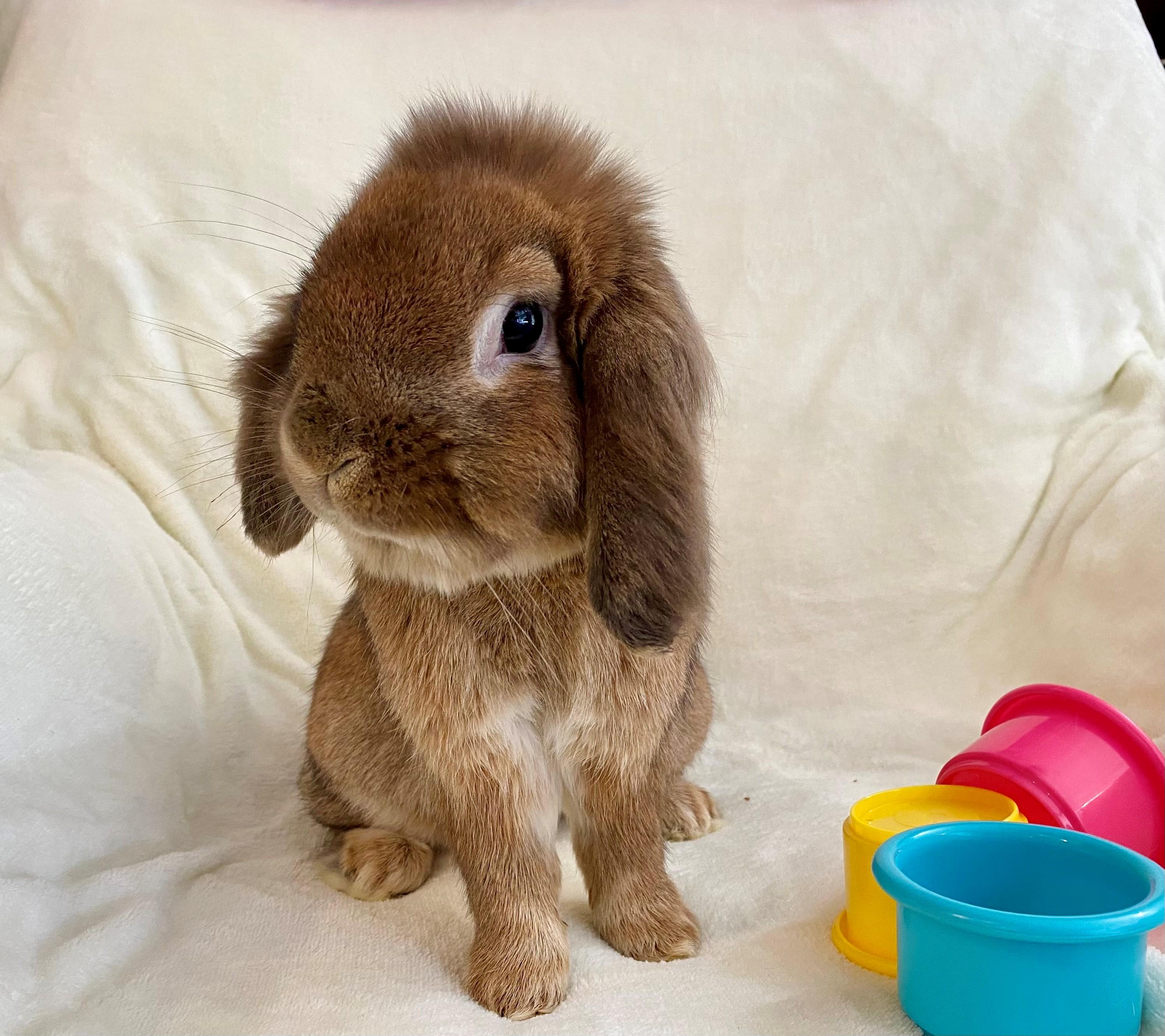 Enlarge Tetley, a Adopted mixed breed in Carnation, WA image 4/4