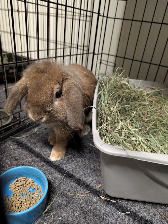 Enlarge Tetley, a Adopted mixed breed in Carnation, WA image 3/4