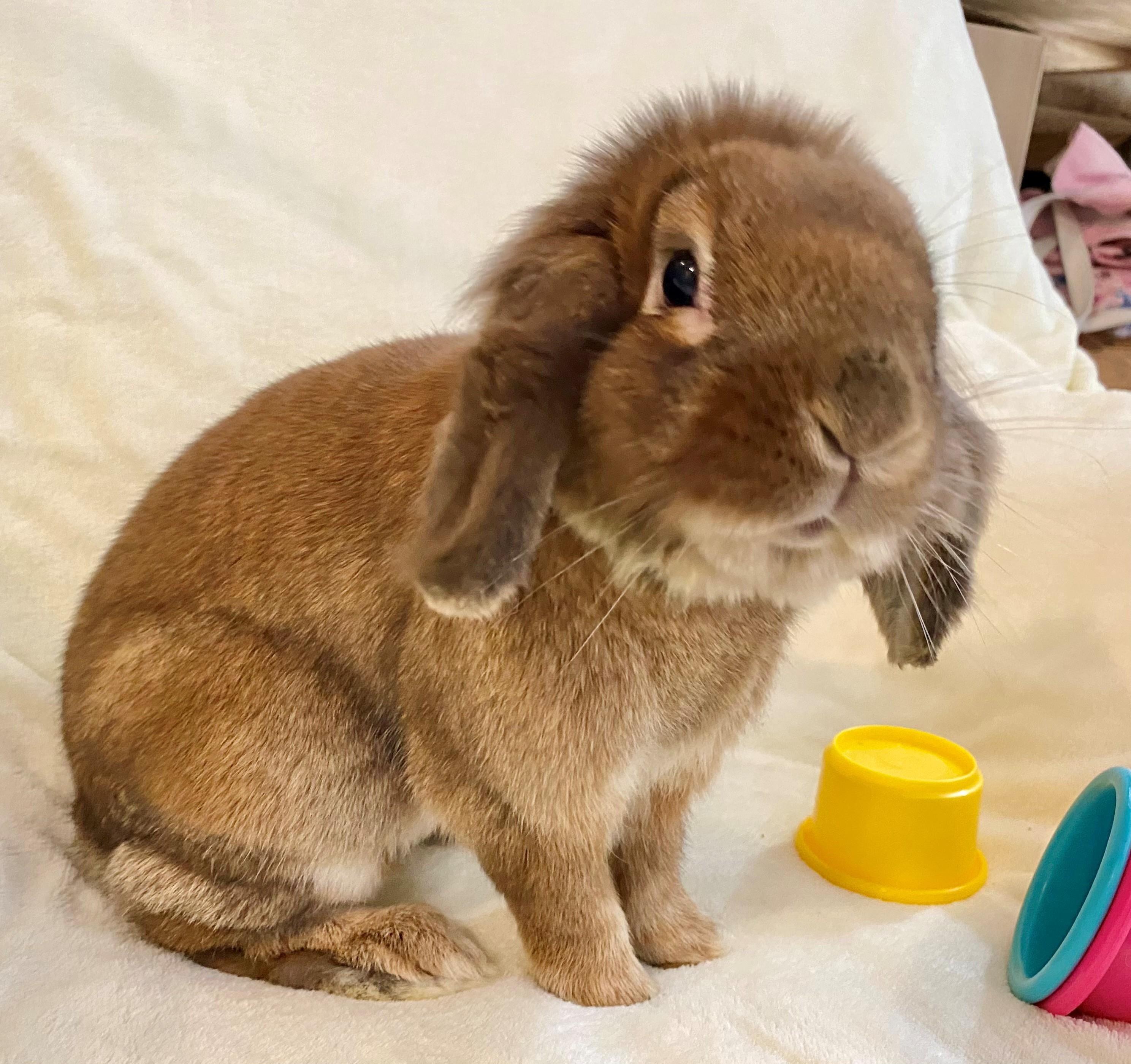 Tetley, Adopted, Adult Male Lionhead.