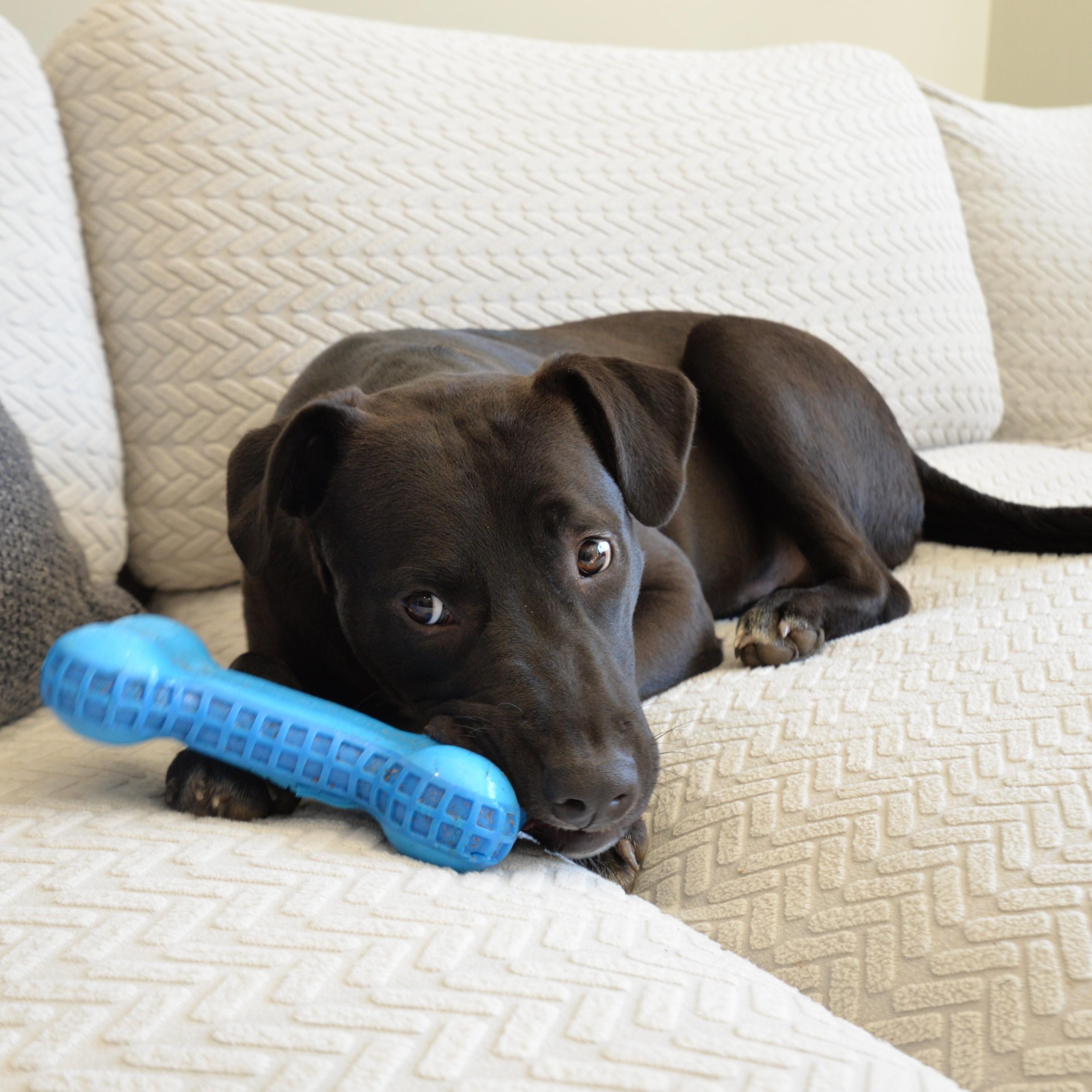 Bear — thumbnail 5