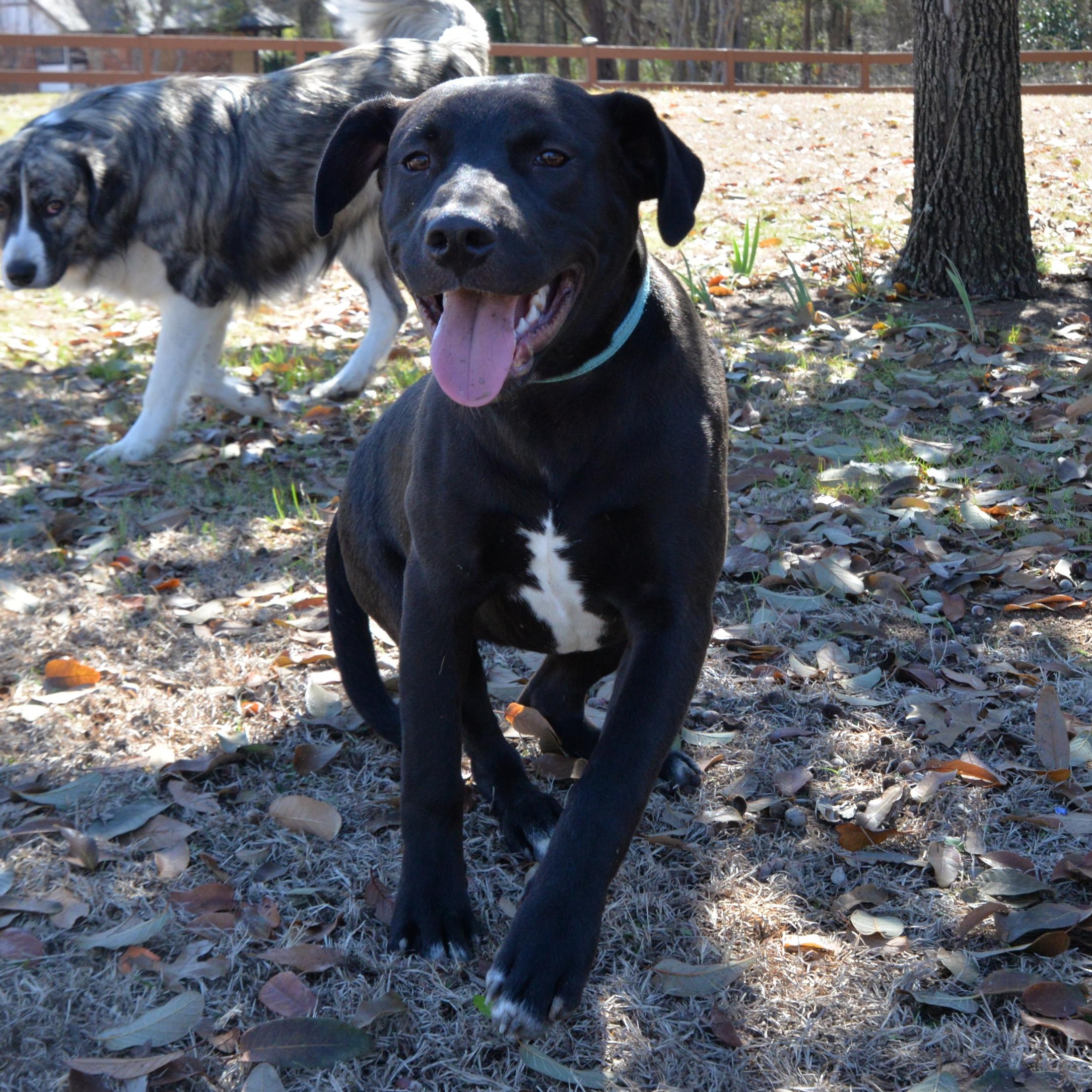 Bear — thumbnail 6