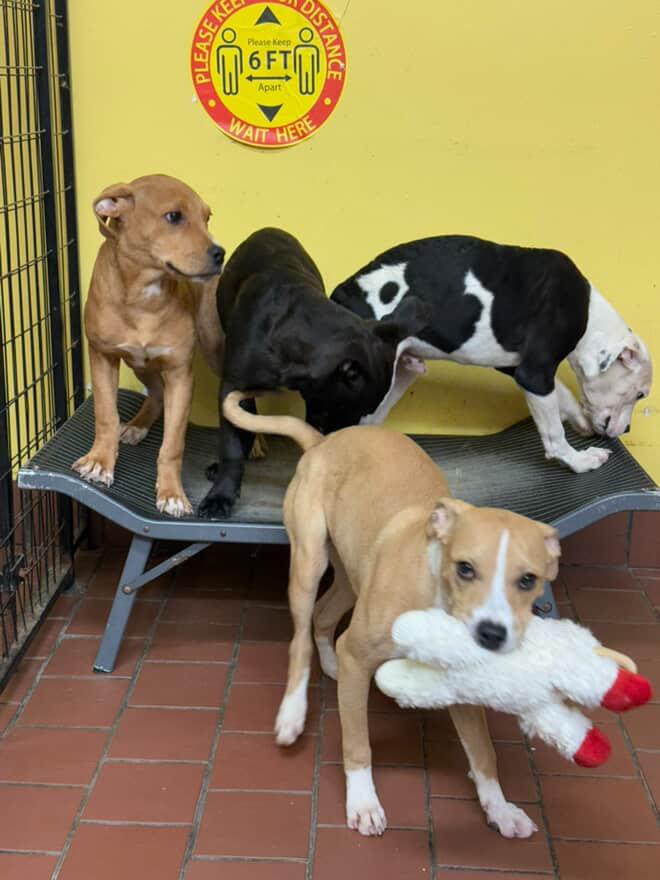 Reggie, Adopted, Puppy Male Pit Bull Terrier.