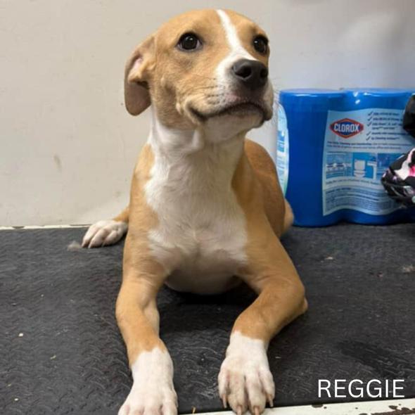 Enlarge Reggie, a Adopted Pit Bull Terrier in Cresco, PA image 2/6