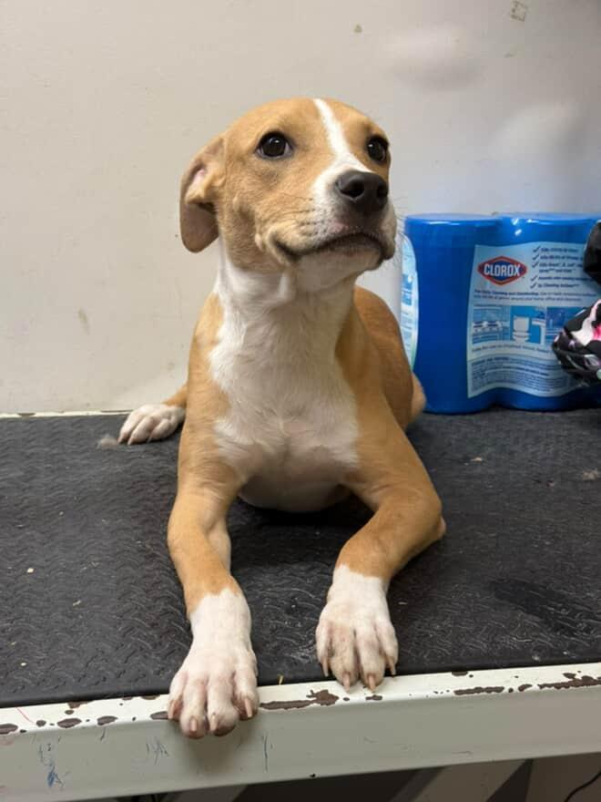 Enlarge Reggie, a Adopted Pit Bull Terrier in Cresco, PA image 5/6
