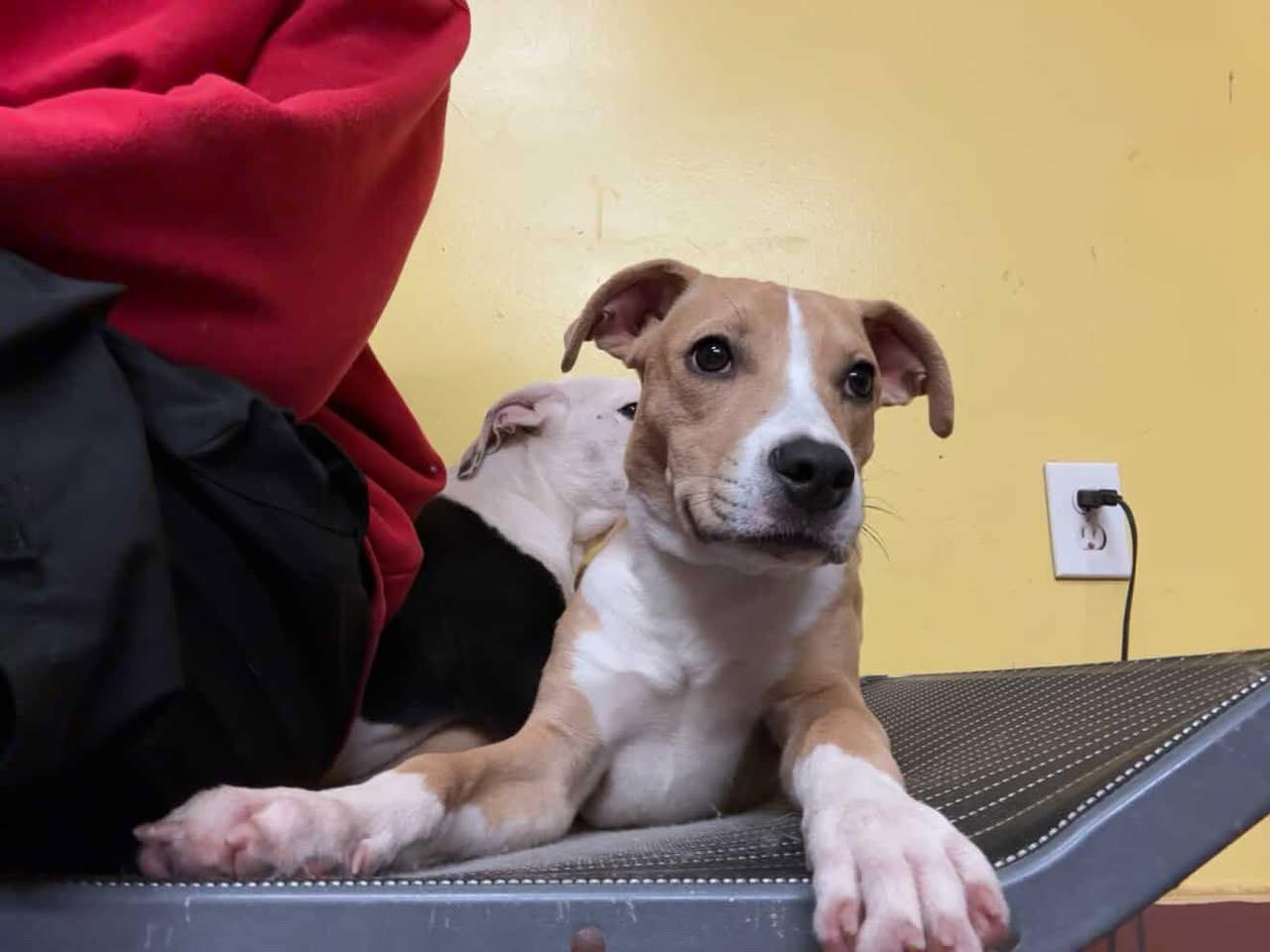 Enlarge Reggie, a Adopted Pit Bull Terrier in Cresco, PA image 6/6