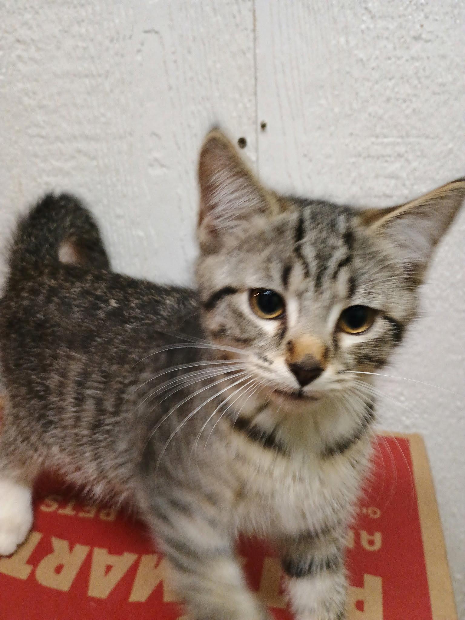 Enlarge Big Ben, a Adopted Tabby in Versailles, KY image 1/1